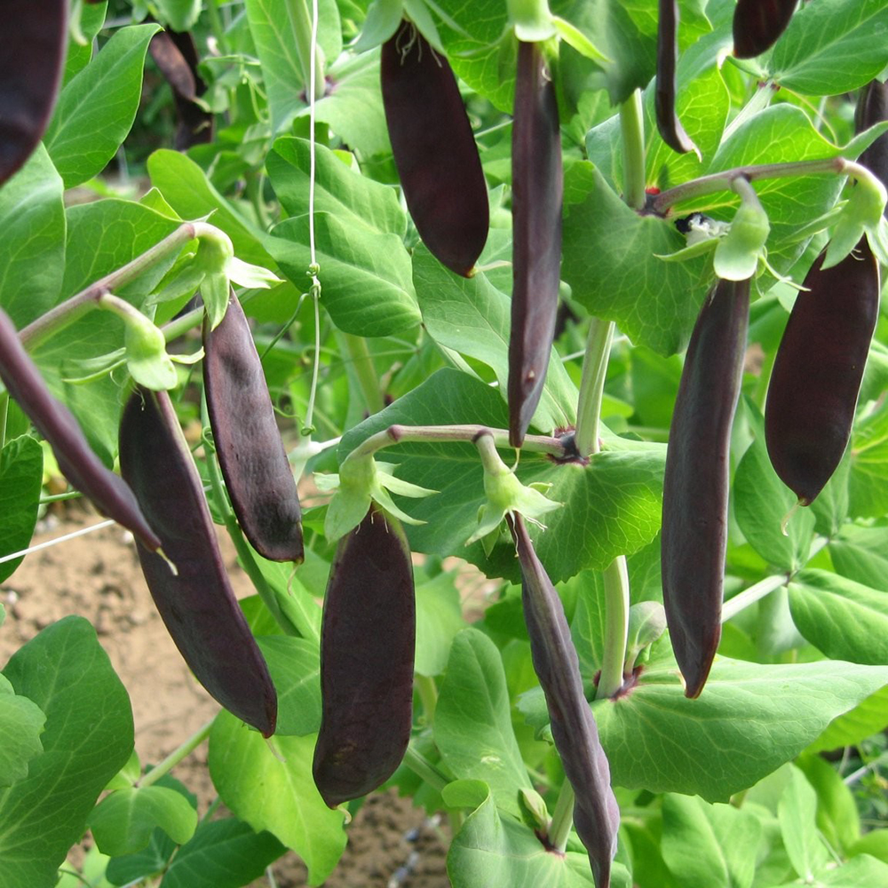 Mangetout Pea - Shiraz - Plug Plants - Order Online